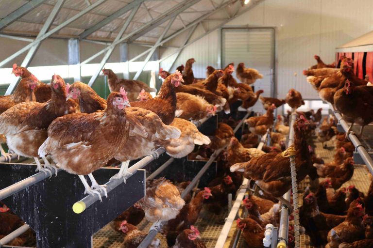 Mehr Tierschutz für NRW